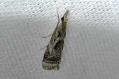 Microcrambus elegans