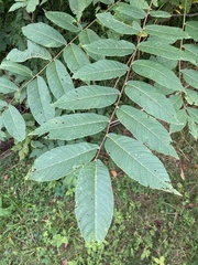 Juglans