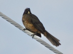 Saltator grandis