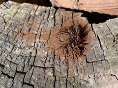 Stemonitis splendens