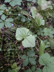 Neottia cordata