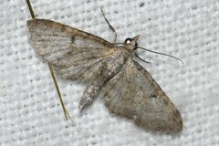 Eupithecia miserulata
