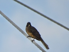 Saltator grandis
