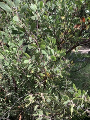 Arctostaphylos pungens