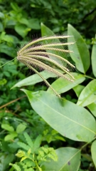 Chloris