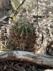 Hamatocactus setispinus