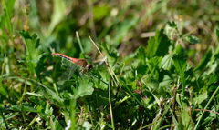 Sympetrum obtrusum