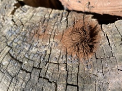 Stemonitis splendens