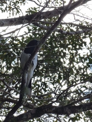 Cracticus nigrogularis