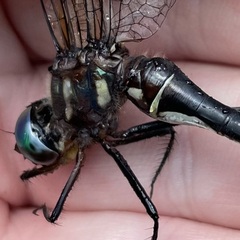 Somatochlora tenebrosa