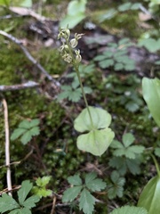 Neottia cordata