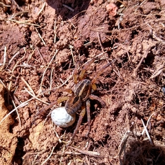 Lycosidae