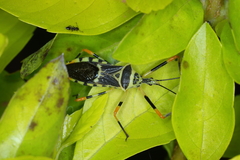 Zelus armillatus