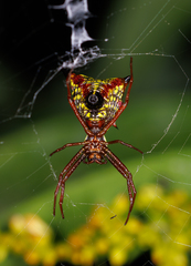 Micrathena sagittata