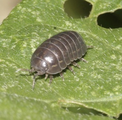 Armadillidium