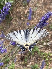 Iphiclides podalirius