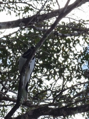 Cracticus nigrogularis
