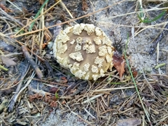 Lycoperdon marginatum