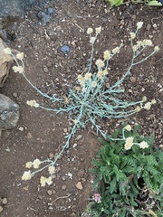 Helichrysum luteoalbum