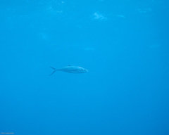 Scomberoides lysan