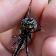 Somatochlora tenebrosa