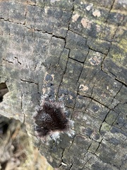 Stemonitis splendens