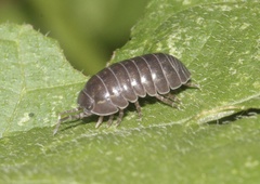 Armadillidium