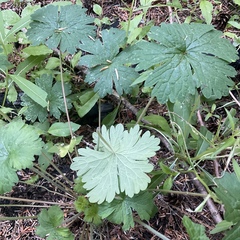 Geranium pratense