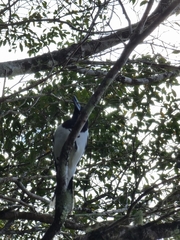 Cracticus nigrogularis