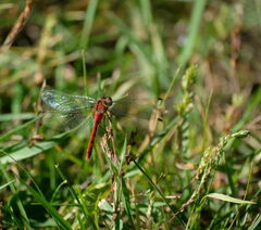 Sympetrum obtrusum
