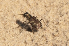 Cicindela tranquebarica