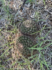 Mammillaria heyderi
