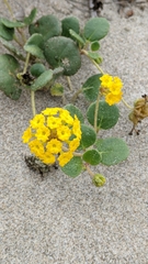 Abronia latifolia