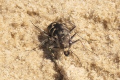 Cicindela tranquebarica