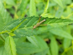 Pirithoicus ophthalmicus