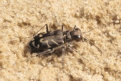 Cicindela tranquebarica