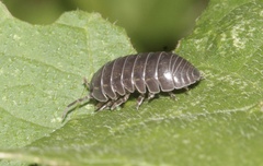 Armadillidium