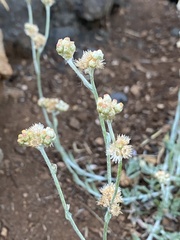 Helichrysum luteoalbum