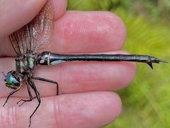 Somatochlora tenebrosa
