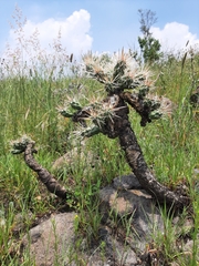 Cylindropuntia tunicata