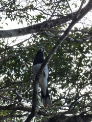 Cracticus nigrogularis