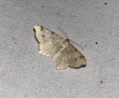 Macaria aemulataria