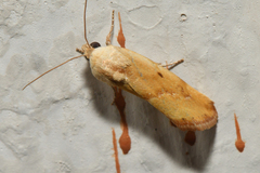 Acontiini