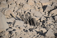 Loxanthocereus acanthurus