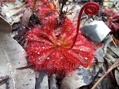 Drosera spatulata
