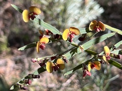 Bossiaea scolopendria