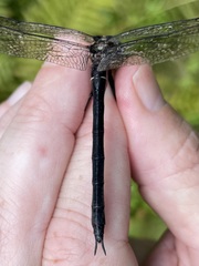 Somatochlora tenebrosa