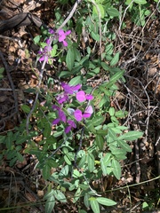 Desmodium batocaulon