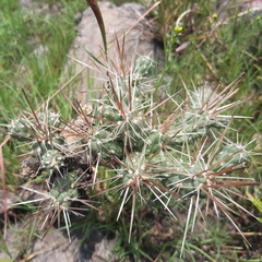 Cylindropuntia tunicata
