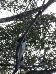 Cracticus nigrogularis